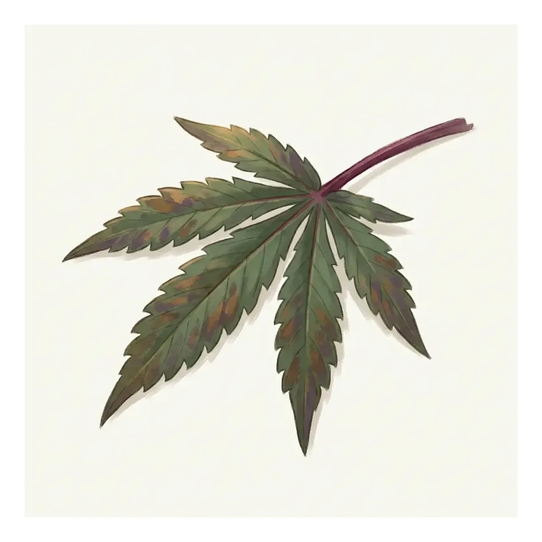 Painterly diagnosis plate of phosphorus deficiency — a darkened fan leaf with purpling petioles and bronze necrotic blotches
