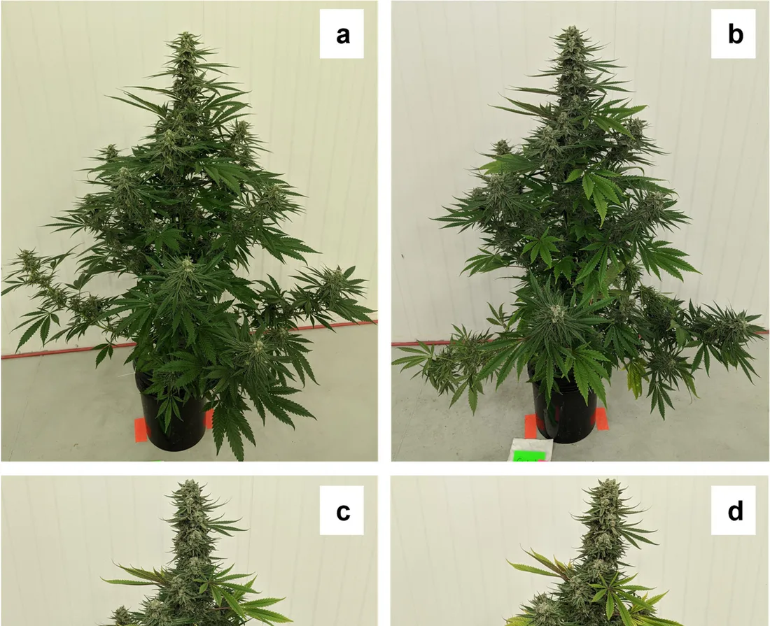 Calcium deficiency — necrotic rust spotting and hooked, distorted new growth concentrated near the top of the plant