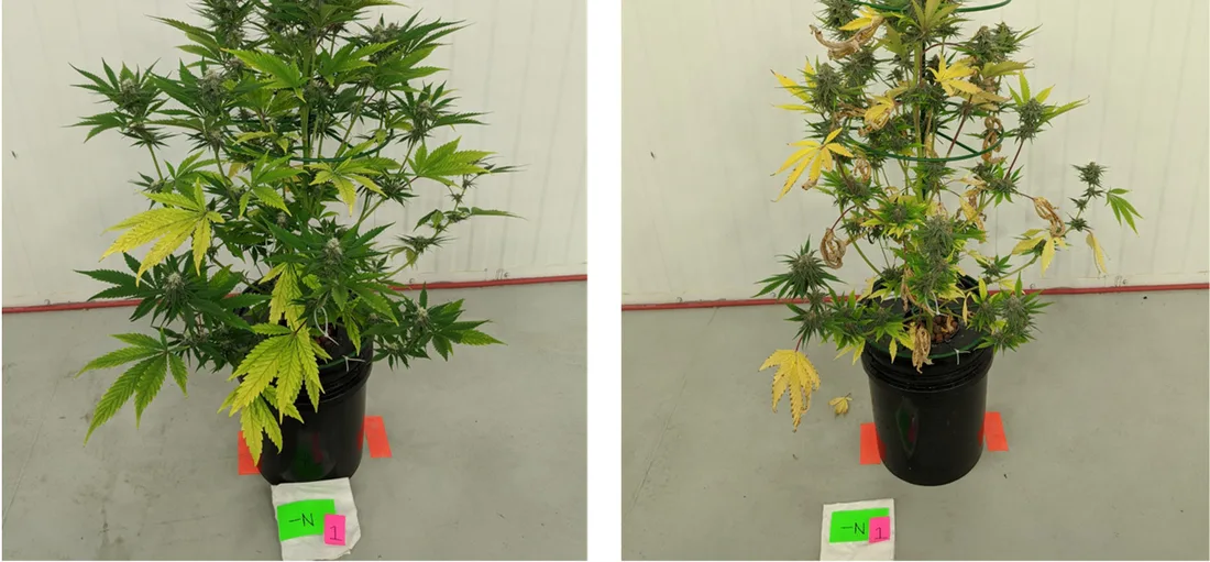 Iron deficiency — pale chlorotic new growth at the top of the plant while the lower leaves stay green