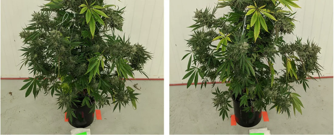 Magnesium deficiency — interveinal yellowing spreading on older fan leaves while the veins stay green