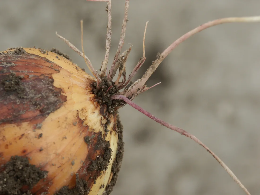 Fusarium root rot: dead, pink-stained roots at the base of a bulb — the same rot that hits cannabis roots