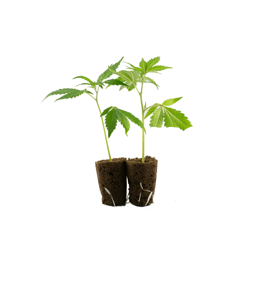 Healthy white cannabis roots emerging from rooting plugs — firm, pale, the look you want