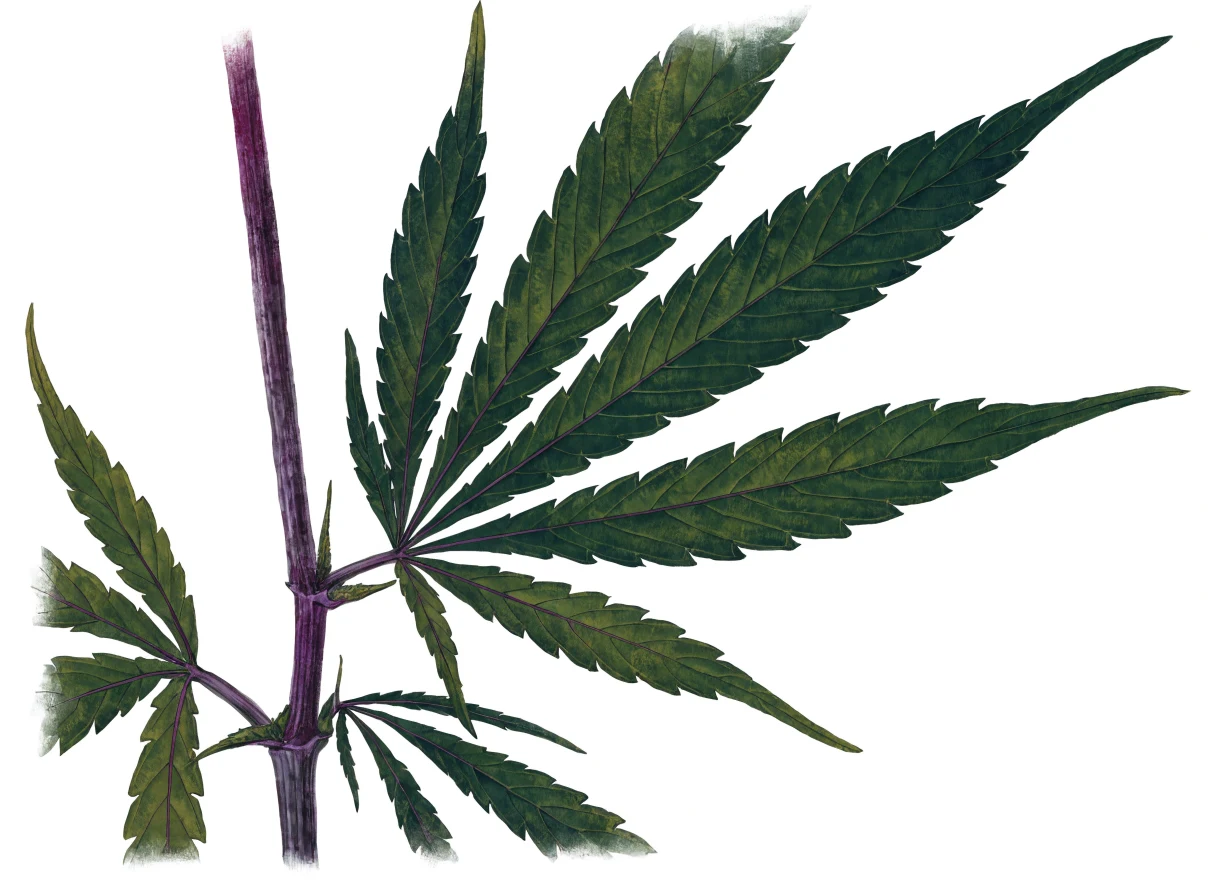 Cannabis plant with purple stems from cold stress