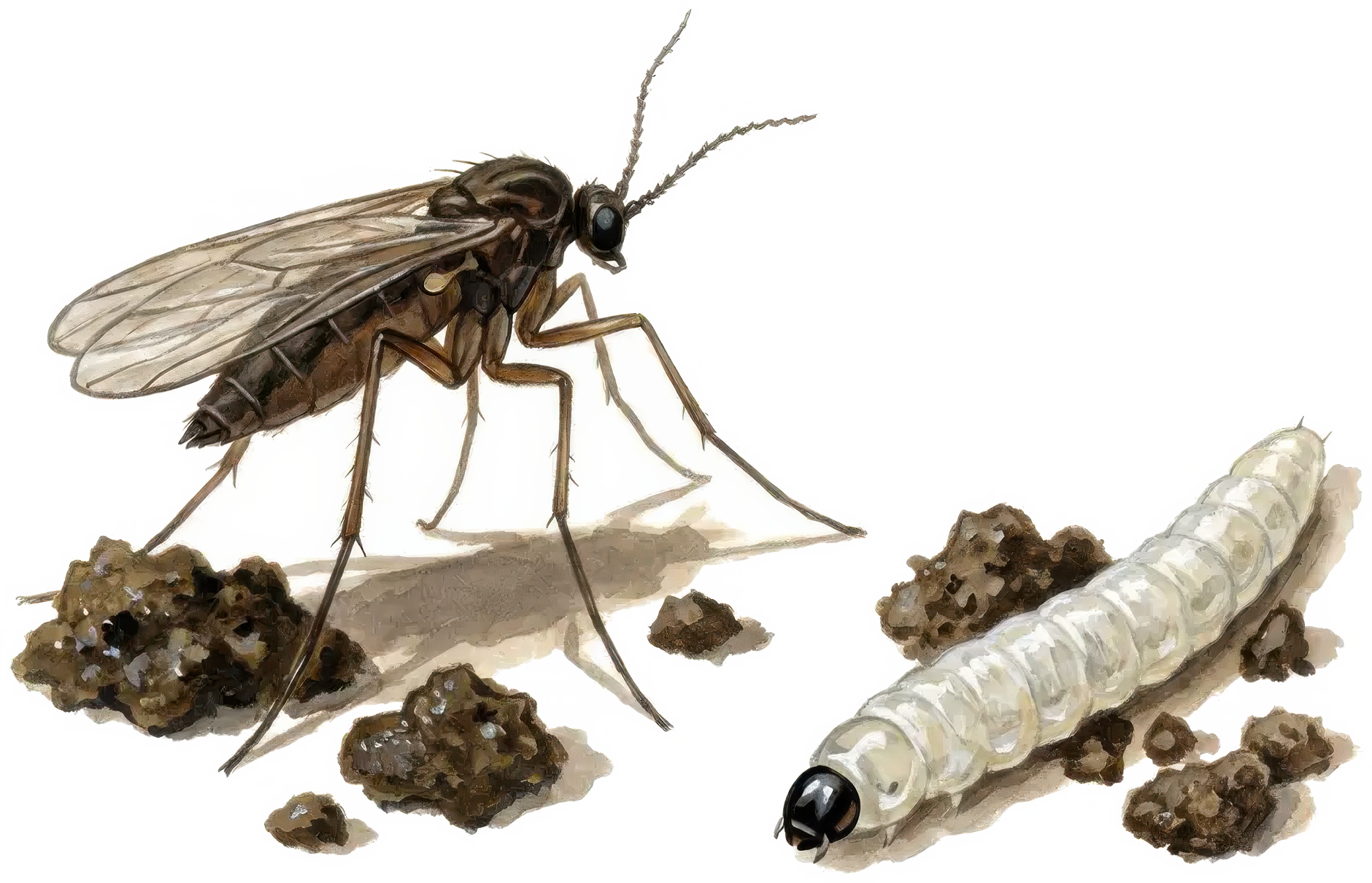 Magnified adult fungus gnat and translucent soil larva