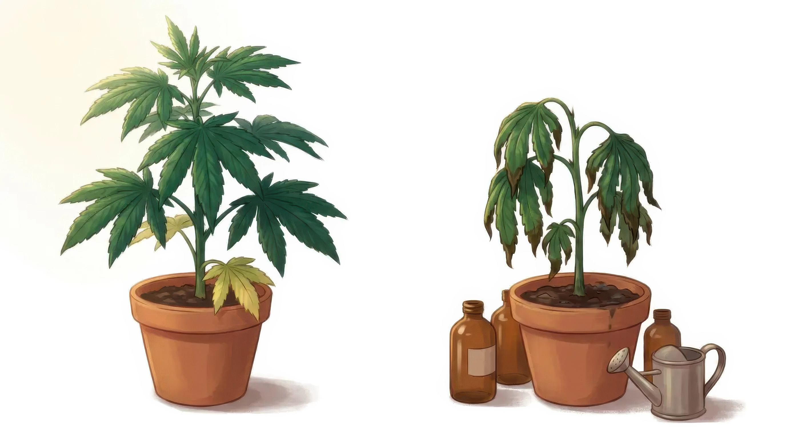 Worried grower searching symptoms beside a perfectly healthy plant