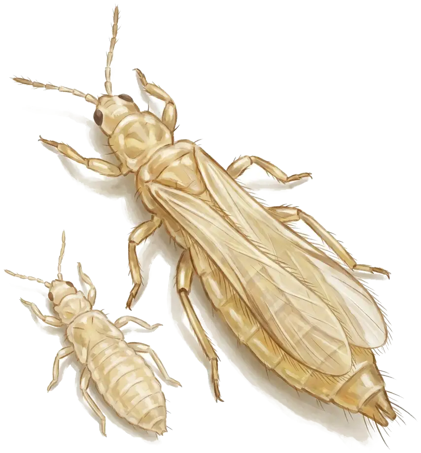 Magnified thrip showing elongated body and fringed wings